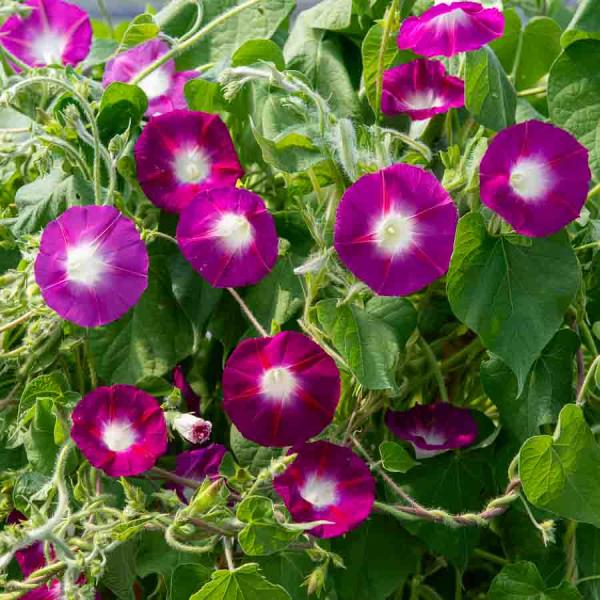 Fleurs - Ipomée Géante Scarlett O'Hara - face recto